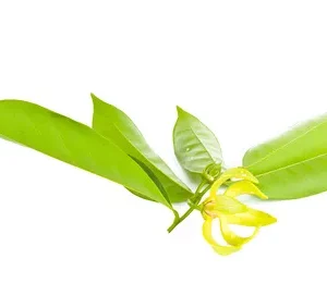 Zuivere Ylang Ylang etherische olie